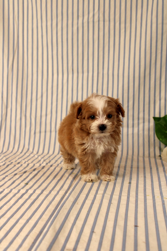 puppy, for, sale, Maltipoo, Matthew B. Stoltzfus, dog, breeder, Gap, PA, dog-breeder, puppy-for-sale, forsale, nearby, find, puppyfind, locator, puppylocator, aca